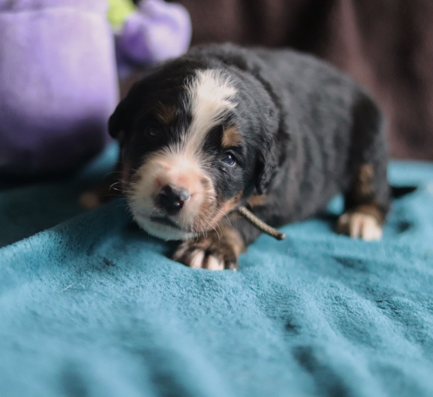 Du Verger Des Beaurepaires - Chiots disponibles - Bouvier Bernois