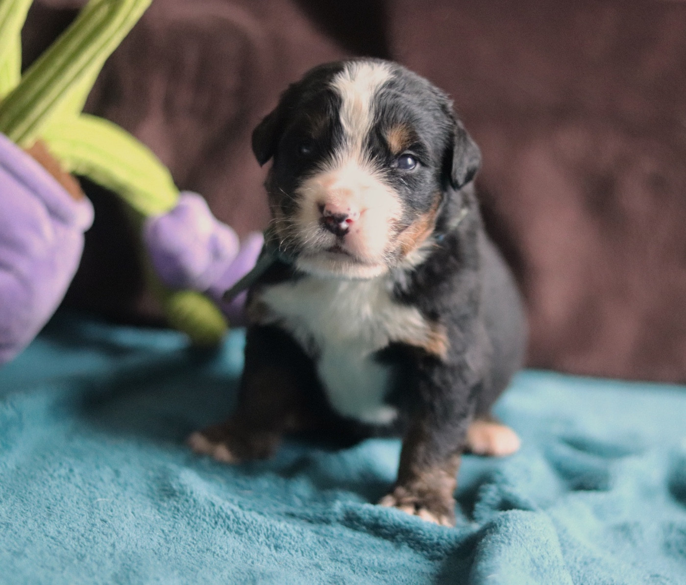 Du Verger Des Beaurepaires - Chiots disponibles - Bouvier Bernois