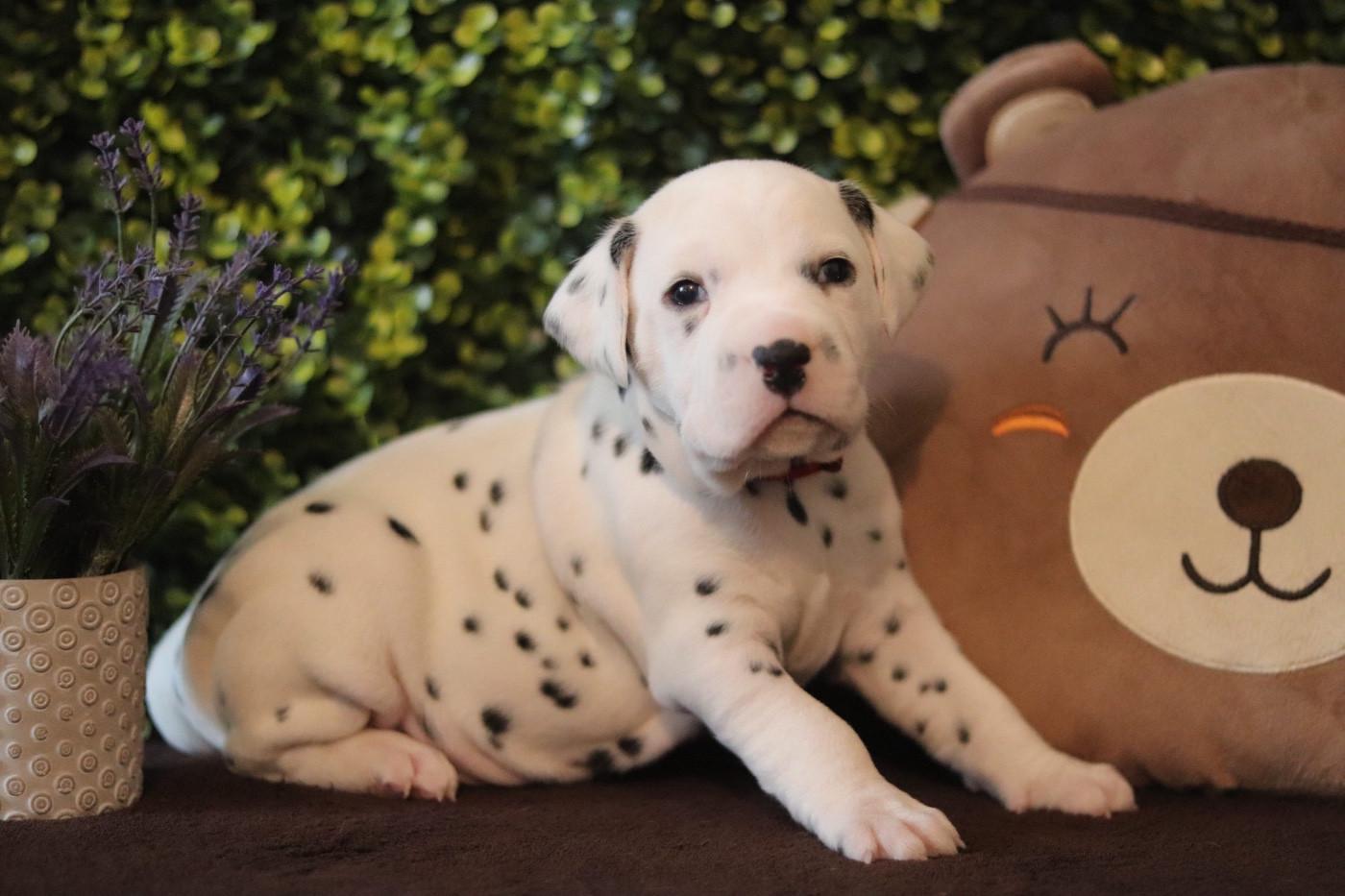 Du Verger Des Beaurepaires - Dalmatien - Portée née le 01/01/2026