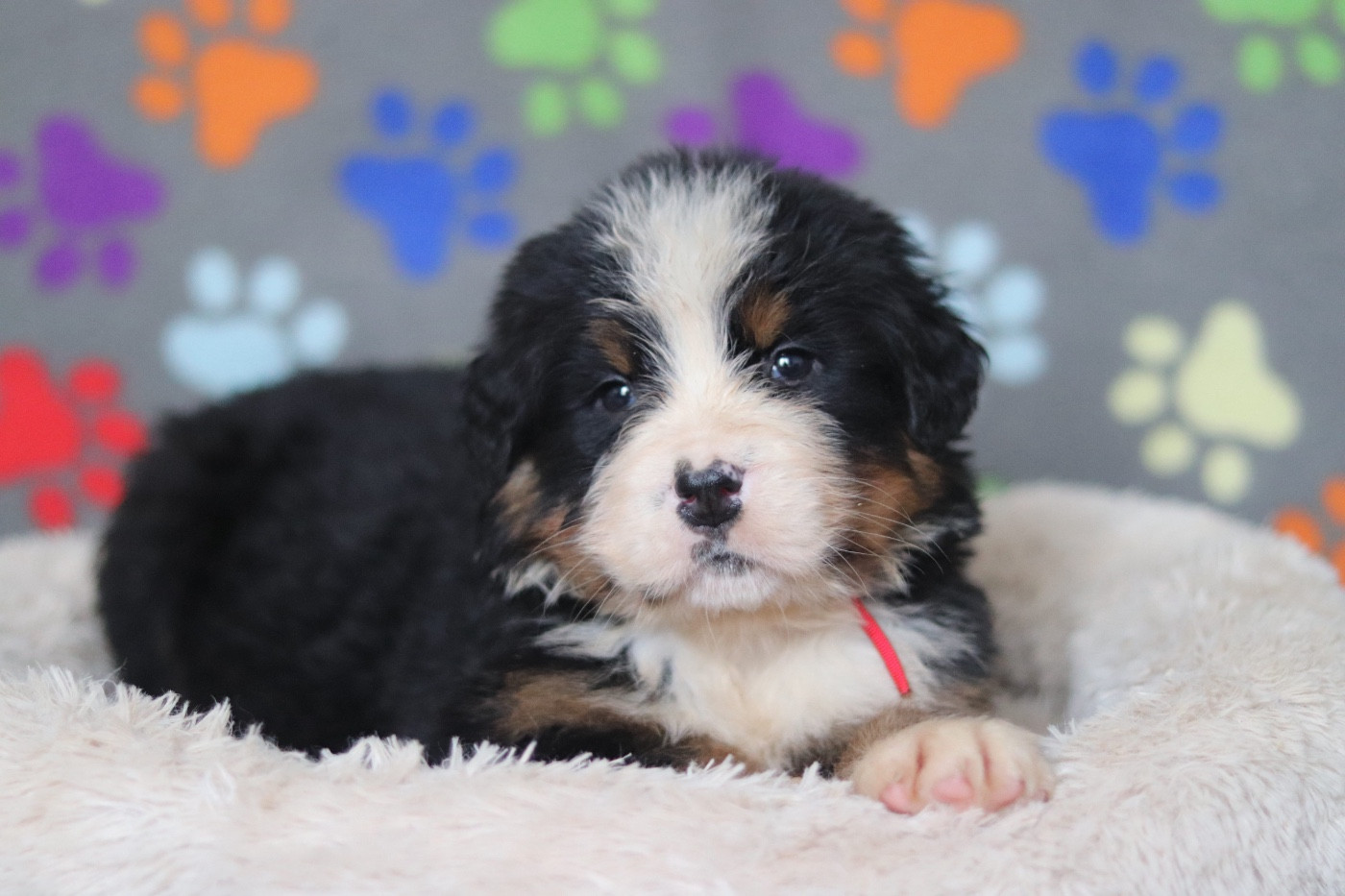 Du Verger Des Beaurepaires - Chiots disponibles - Bouvier Bernois