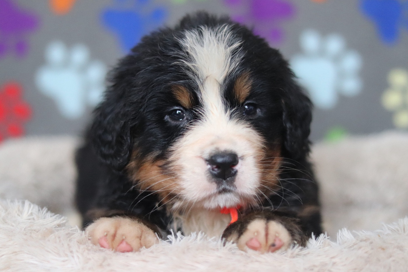Du Verger Des Beaurepaires - Chiots disponibles - Bouvier Bernois