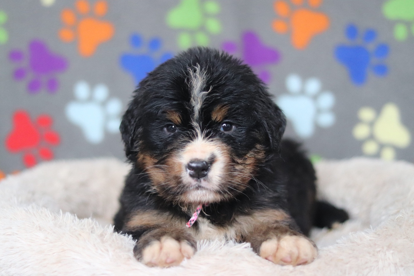Du Verger Des Beaurepaires - Chiots disponibles - Bouvier Bernois