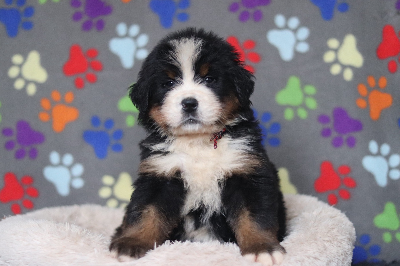 Du Verger Des Beaurepaires - Chiots disponibles - Bouvier Bernois