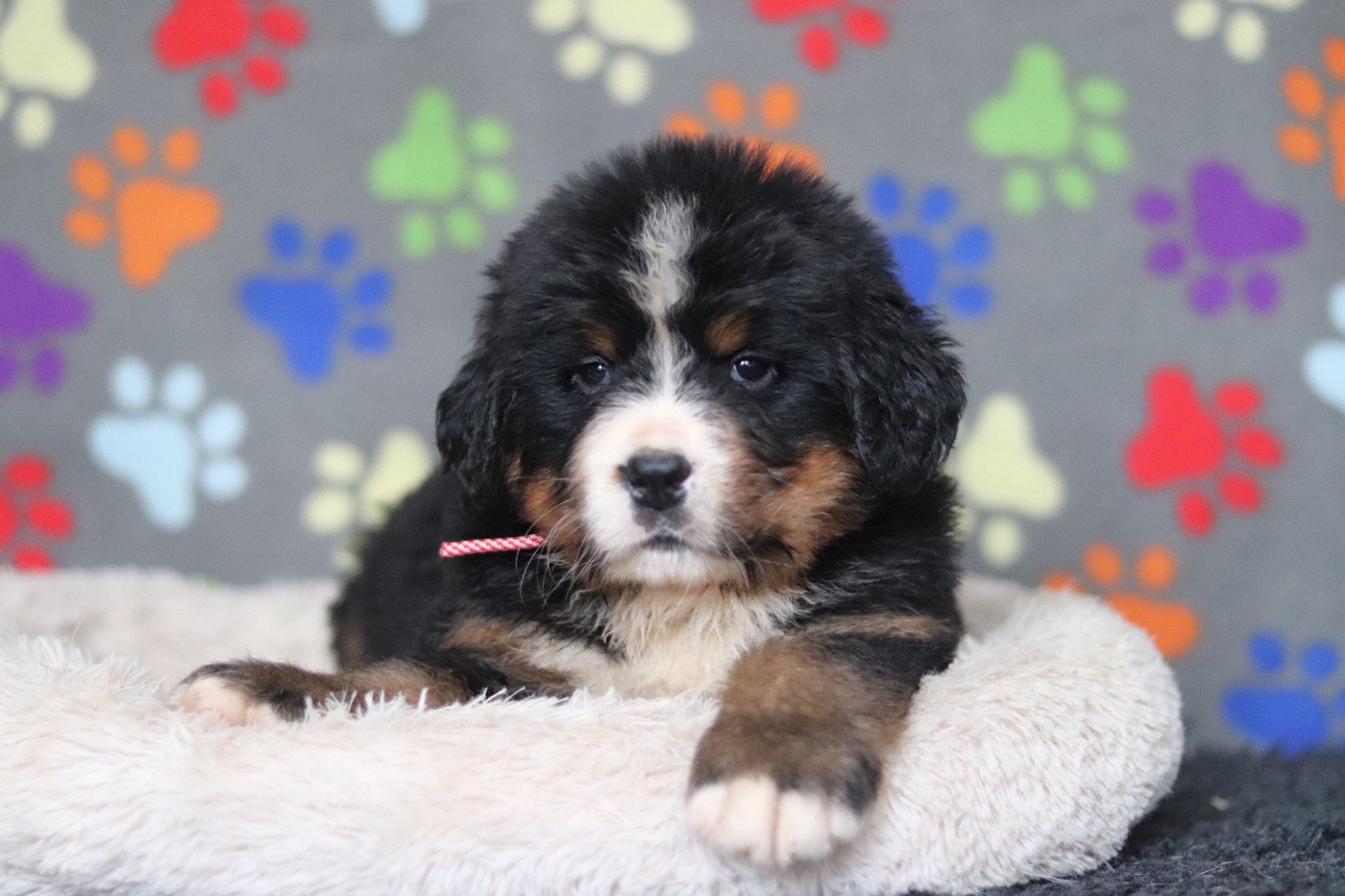 Du Verger Des Beaurepaires - Chiots disponibles - Bouvier Bernois