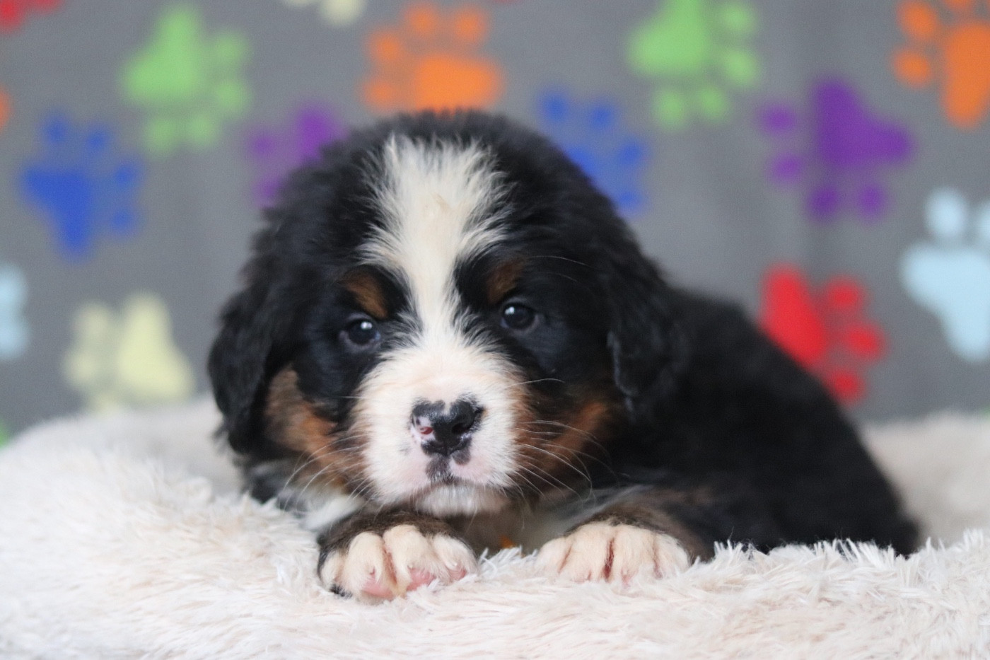Du Verger Des Beaurepaires - Chiots disponibles - Bouvier Bernois