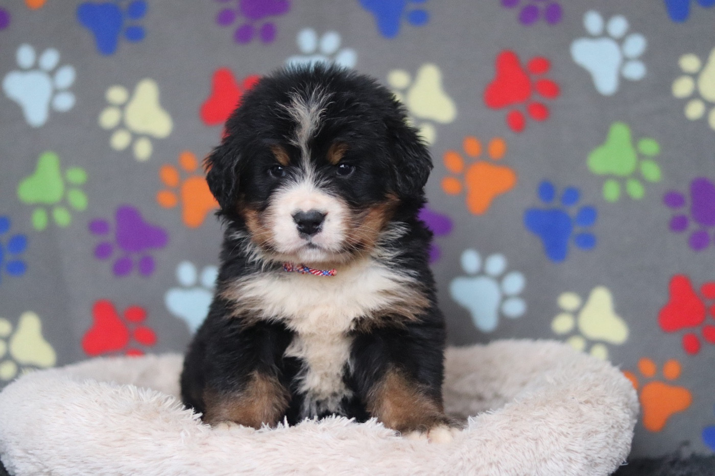 Du Verger Des Beaurepaires - Chiots disponibles - Bouvier Bernois