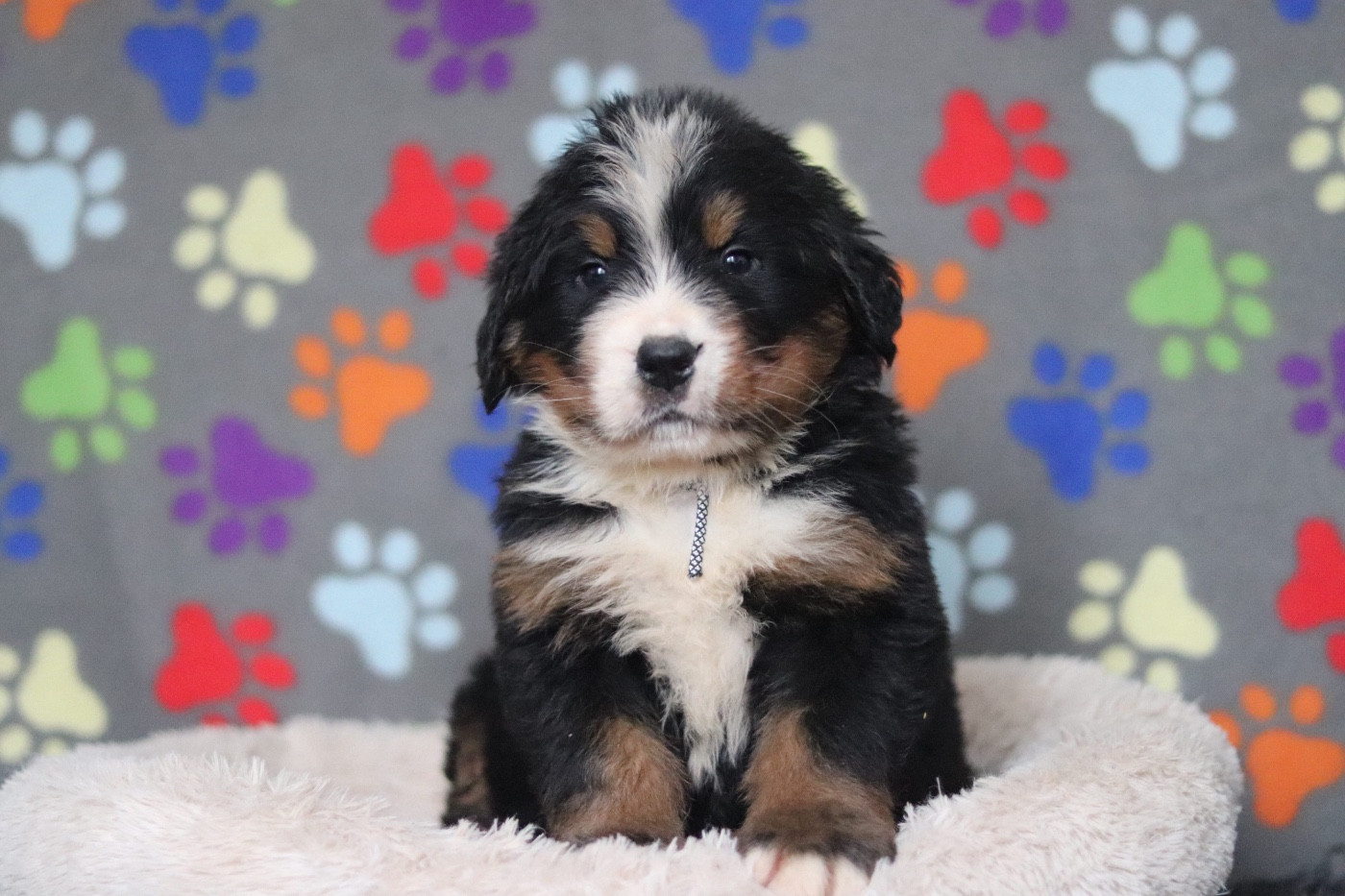 Du Verger Des Beaurepaires - Chiots disponibles - Bouvier Bernois