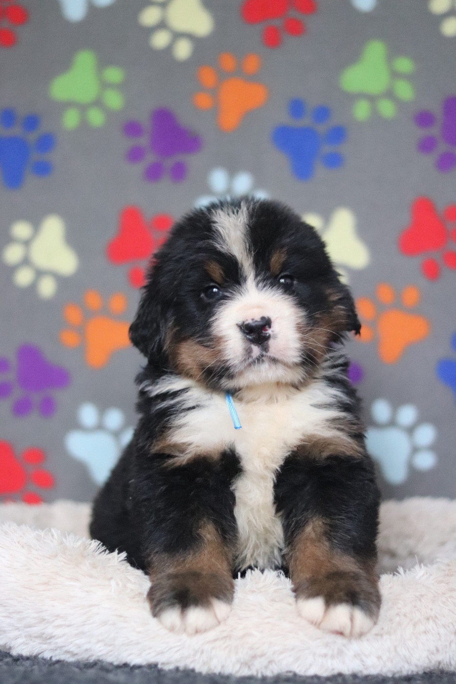 Du Verger Des Beaurepaires - Chiots disponibles - Bouvier Bernois