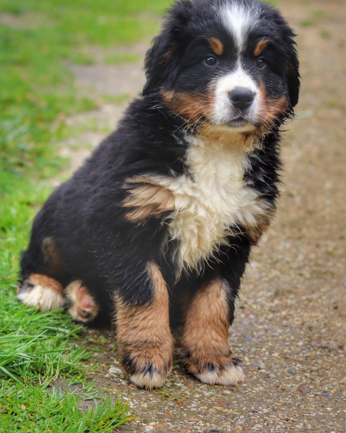 Du Verger Des Beaurepaires - Chiots disponibles - Bouvier Bernois