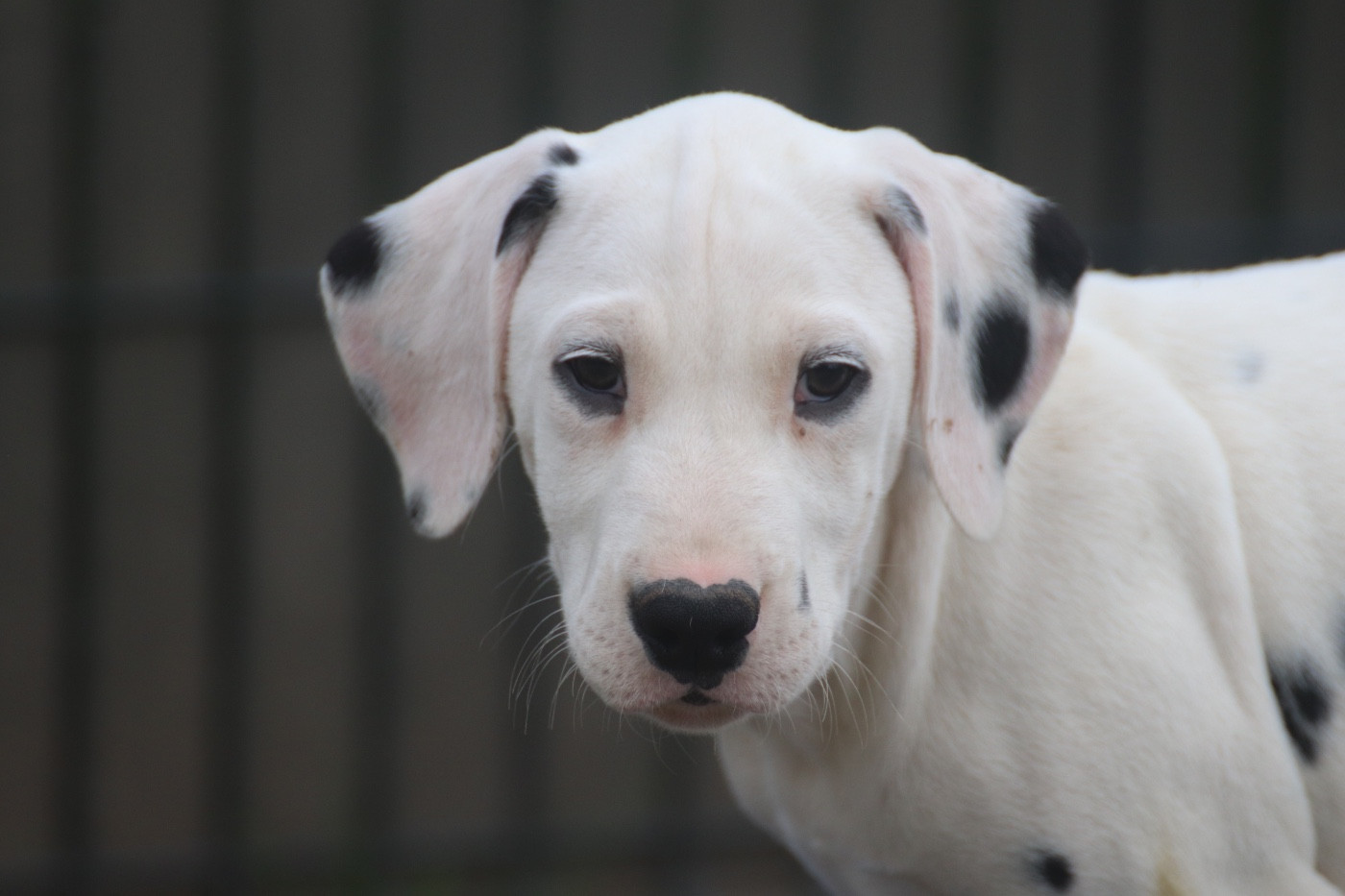 Du Verger Des Beaurepaires - Chiots disponibles - Dalmatien