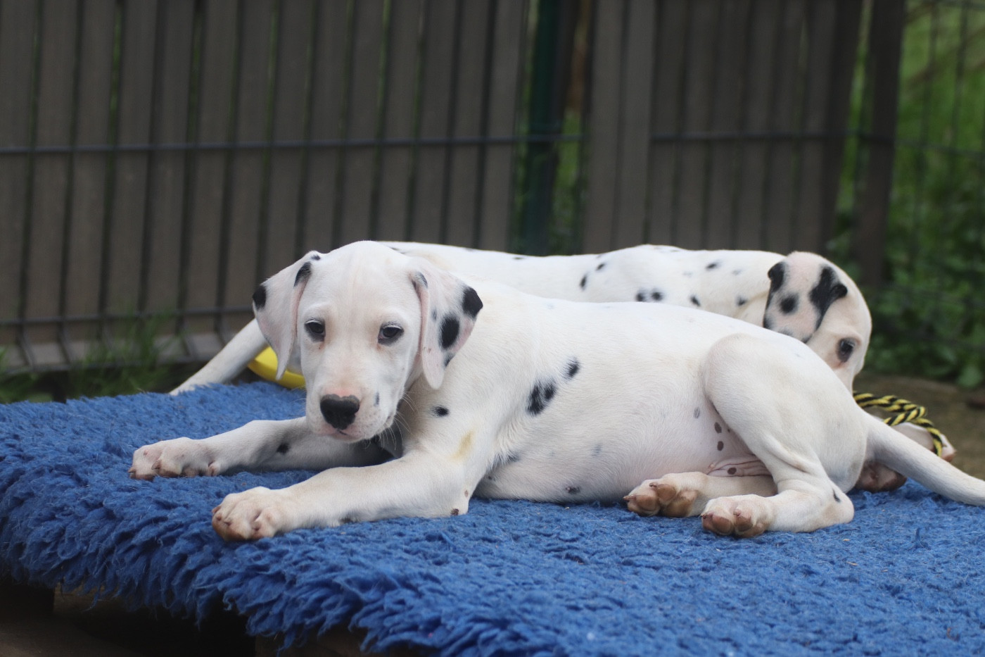 Chiot Dalmatien Du Verger Des Beaurepaires