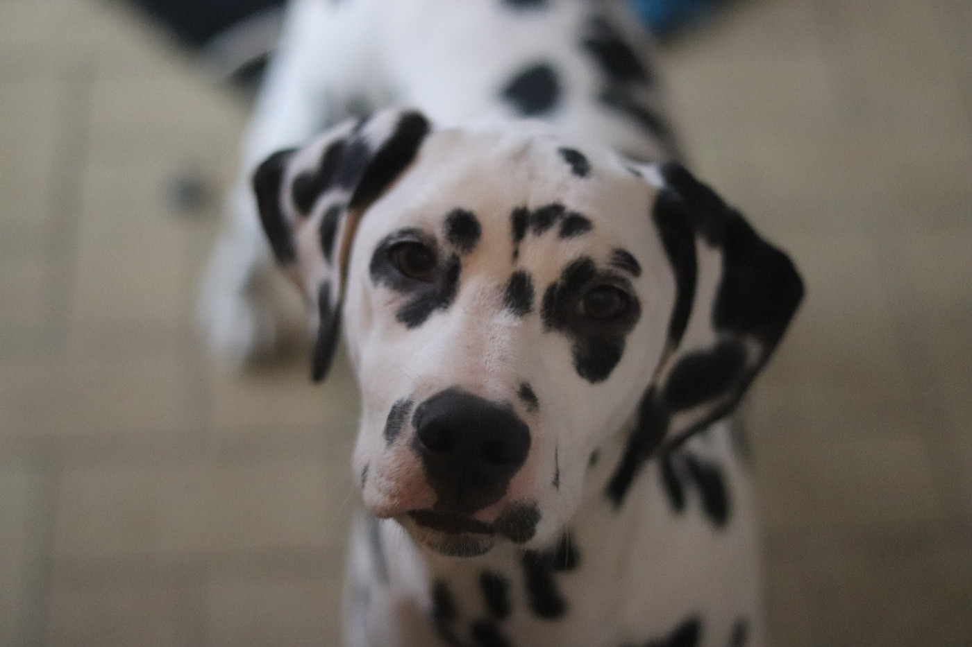 Du Verger Des Beaurepaires - Chiots disponibles - Dalmatien