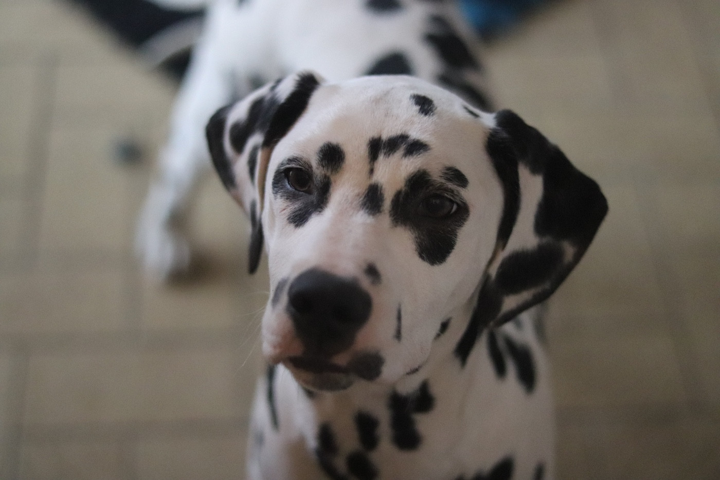 Chiot Dalmatien Du Verger Des Beaurepaires