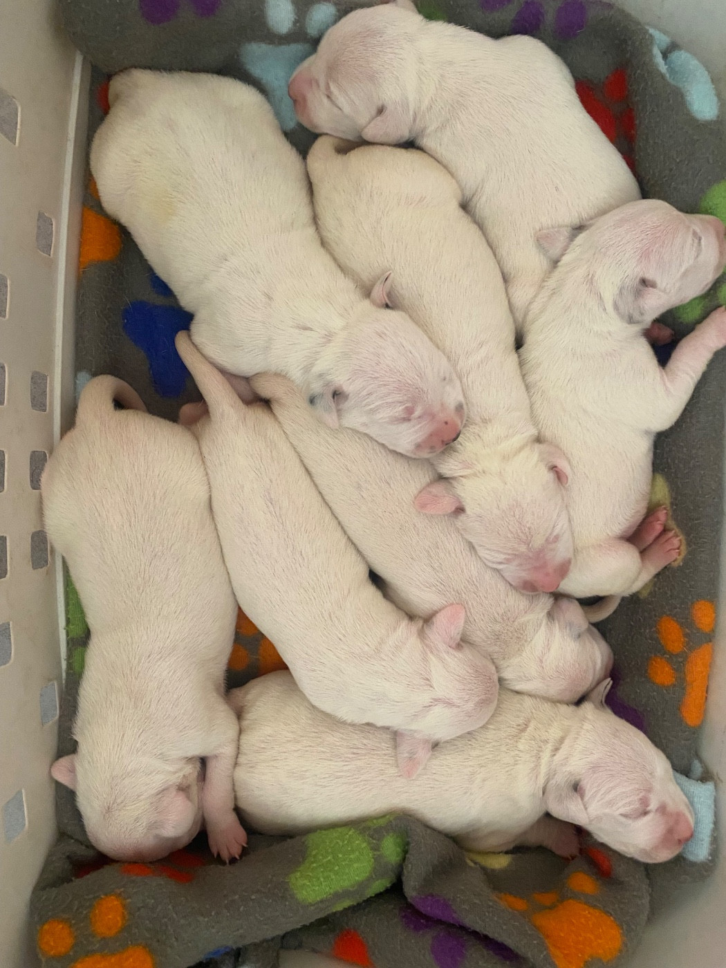 Du Verger Des Beaurepaires - Chiots disponibles - Dalmatien