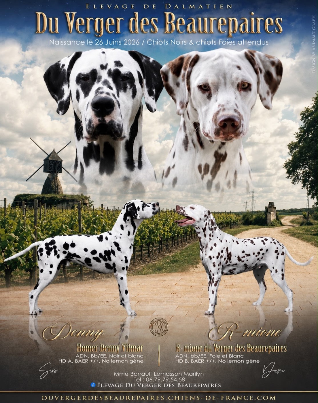 Chiot Dalmatien Du Verger Des Beaurepaires