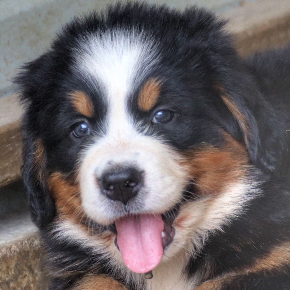 Du Verger Des Beaurepaires - Chiots disponibles - Bouvier Bernois