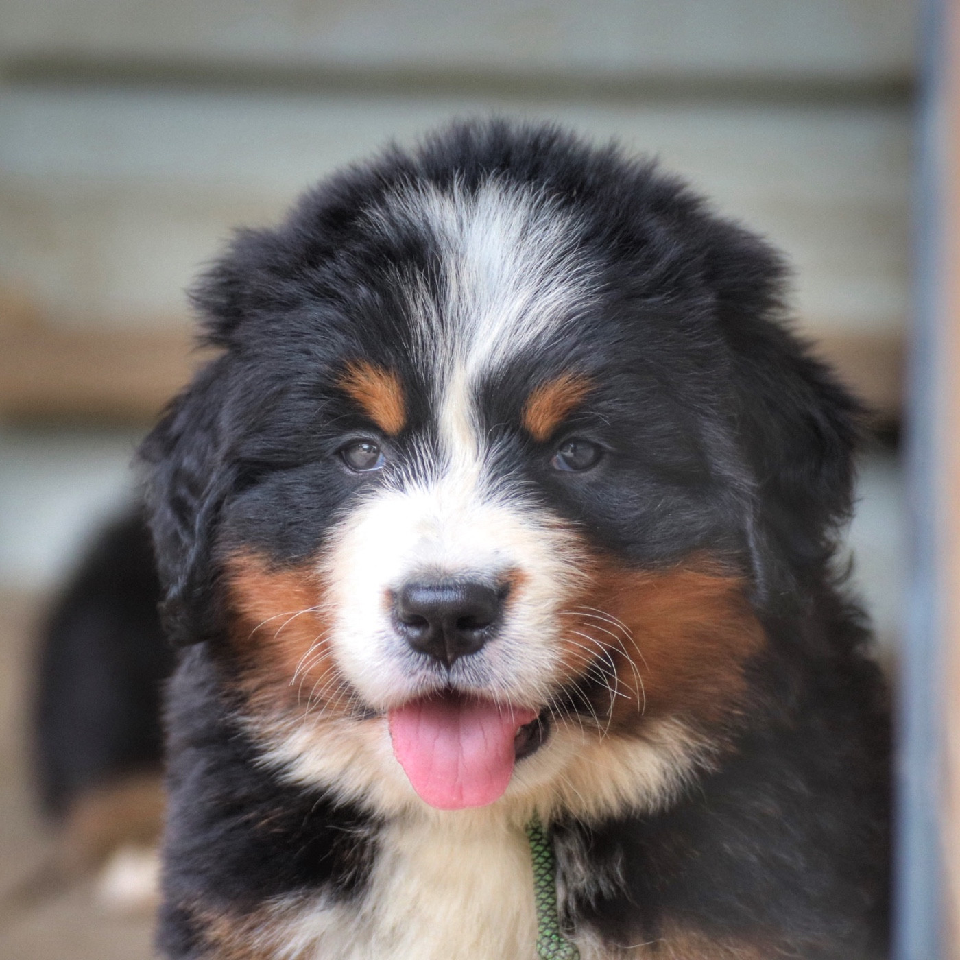 Du Verger Des Beaurepaires - Chiots disponibles - Bouvier Bernois