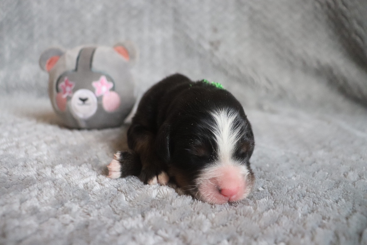 Du Verger Des Beaurepaires - Chiots disponibles - Bouvier Bernois