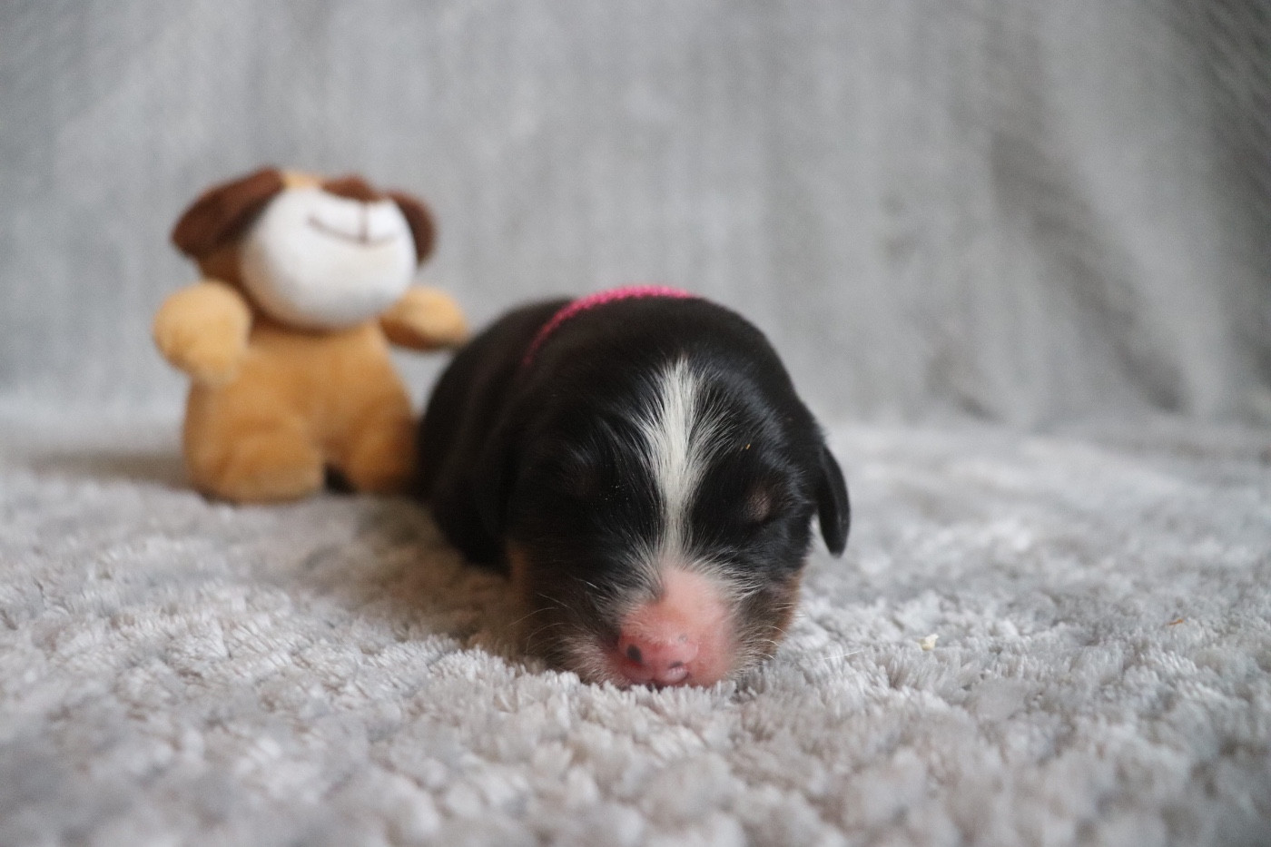Du Verger Des Beaurepaires - Chiots disponibles - Bouvier Bernois