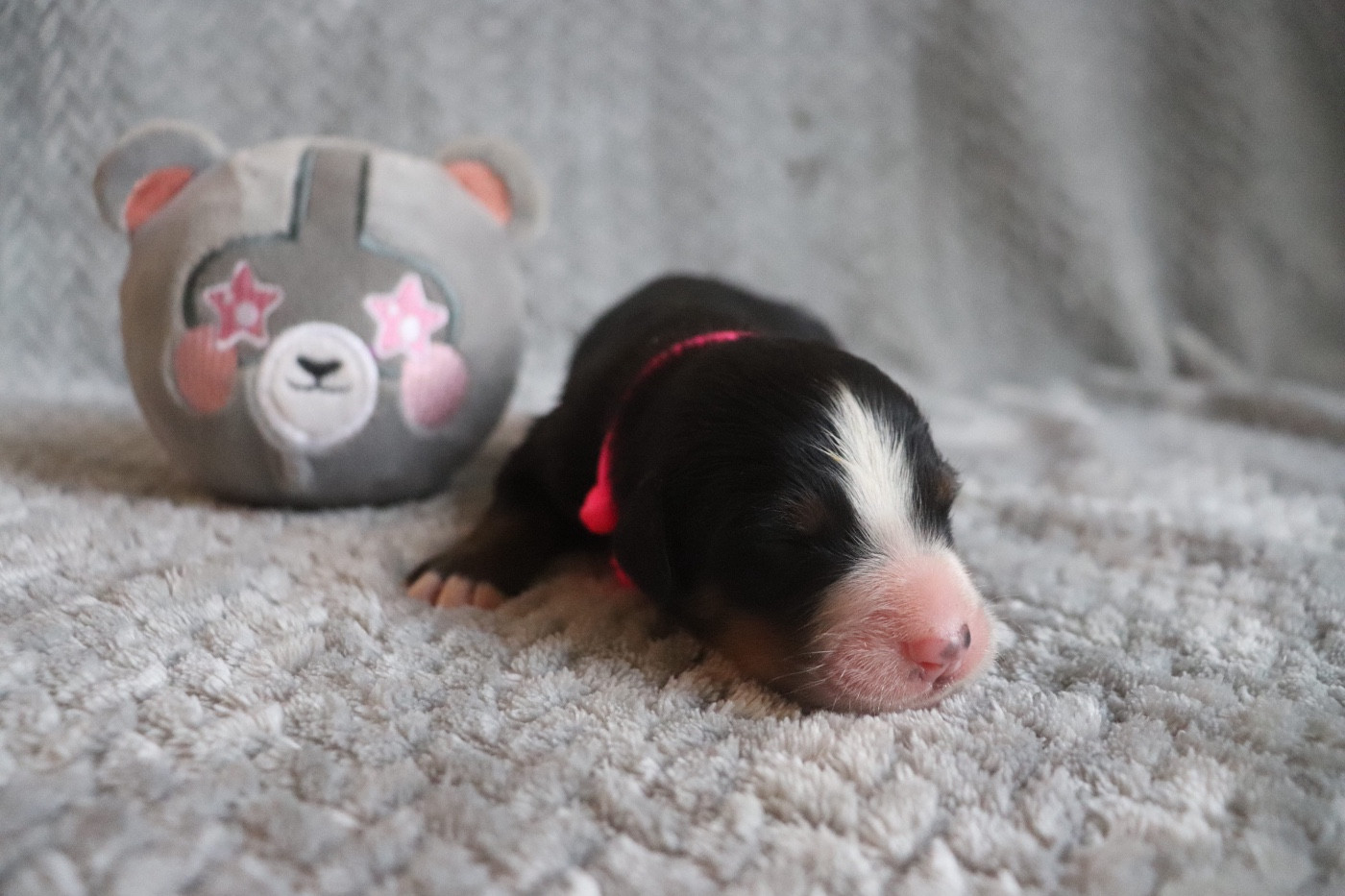 Du Verger Des Beaurepaires - Chiots disponibles - Bouvier Bernois