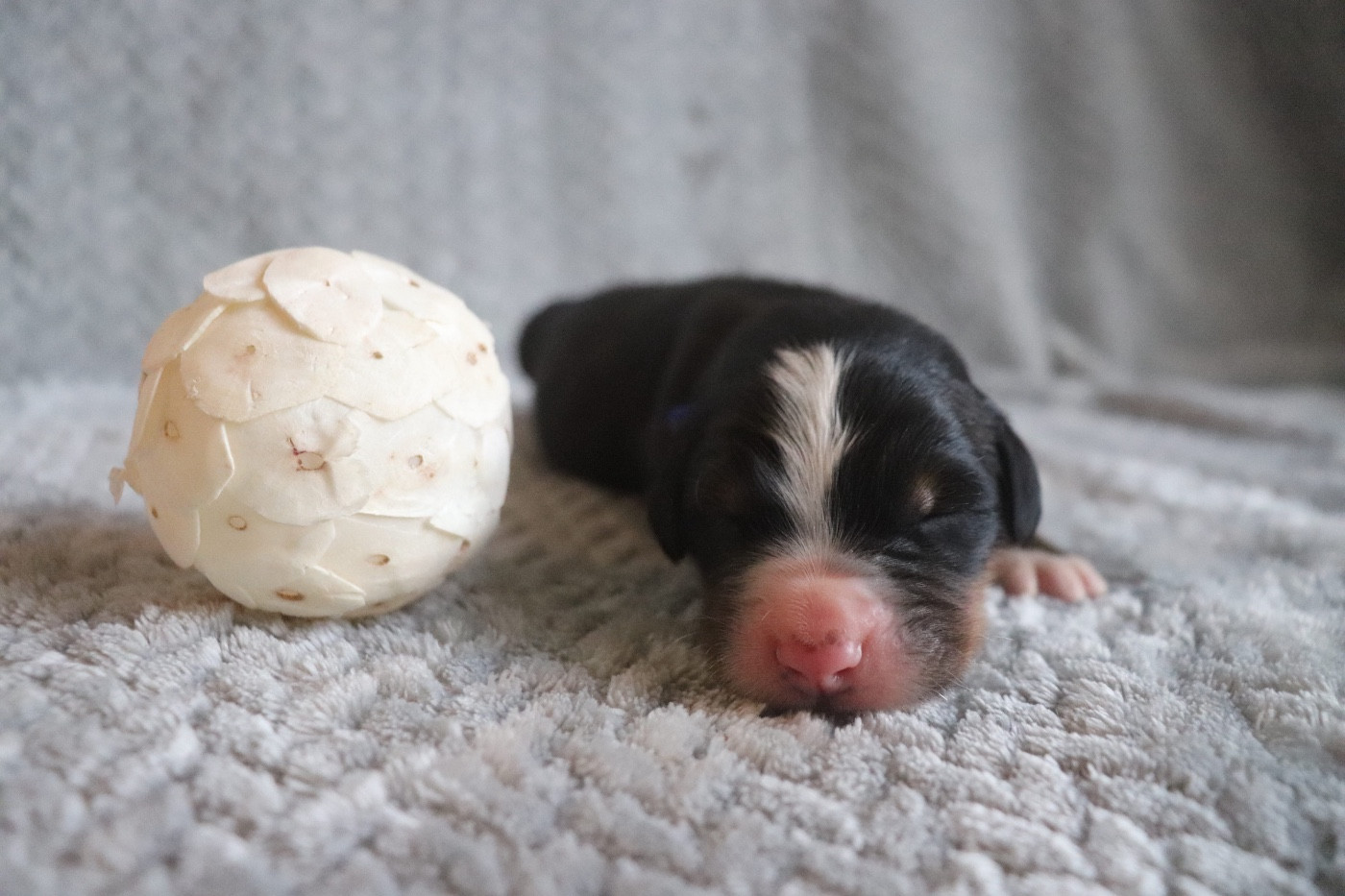 Du Verger Des Beaurepaires - Chiots disponibles - Bouvier Bernois