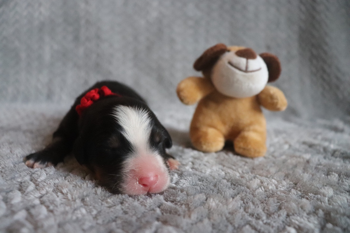 Du Verger Des Beaurepaires - Chiots disponibles - Bouvier Bernois