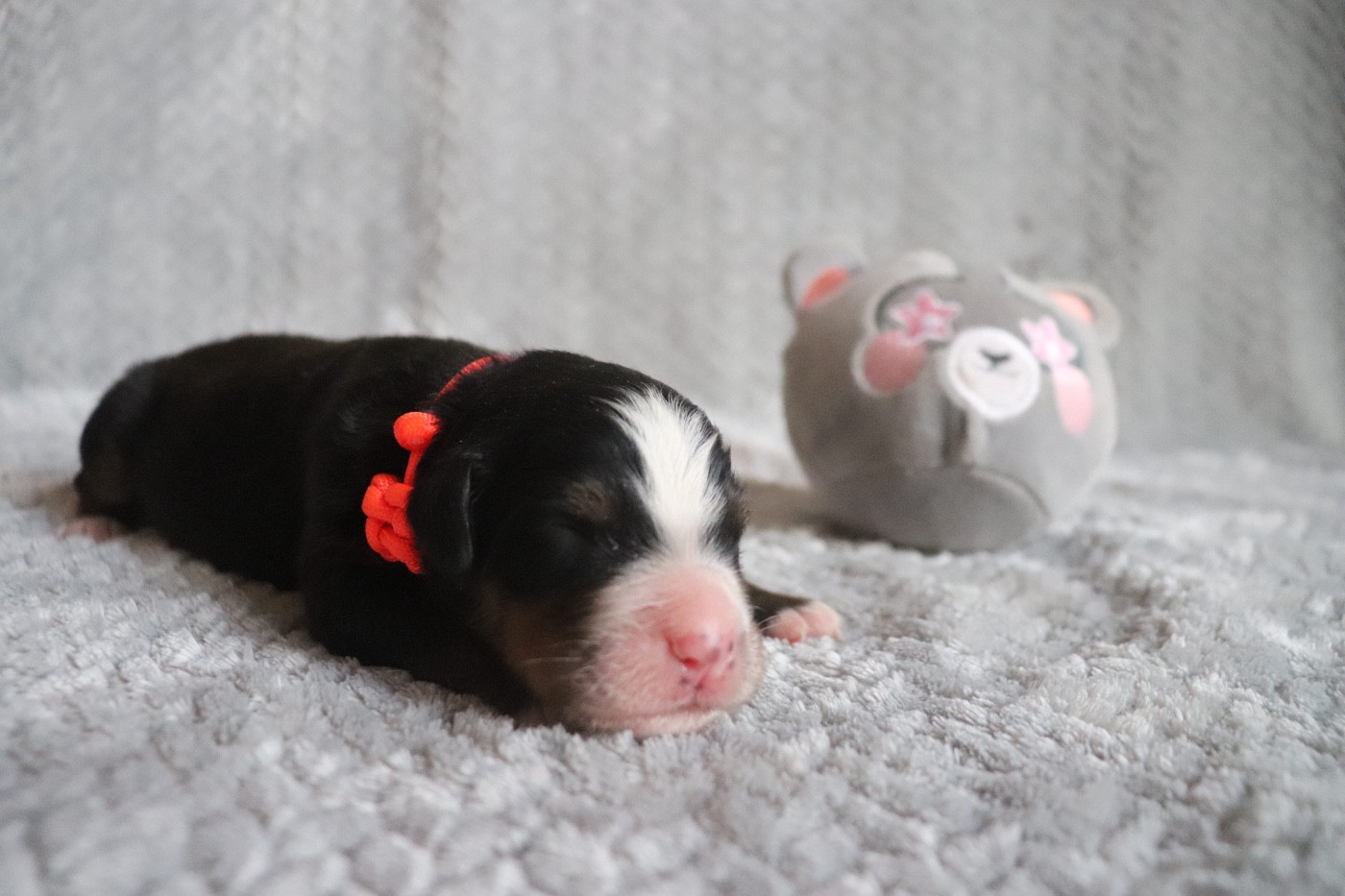 Du Verger Des Beaurepaires - Chiots disponibles - Bouvier Bernois