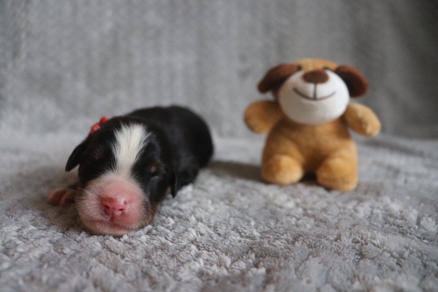 Du Verger Des Beaurepaires - Chiots disponibles - Bouvier Bernois