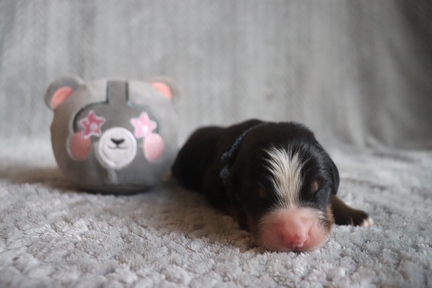 Du Verger Des Beaurepaires - Chiots disponibles - Bouvier Bernois
