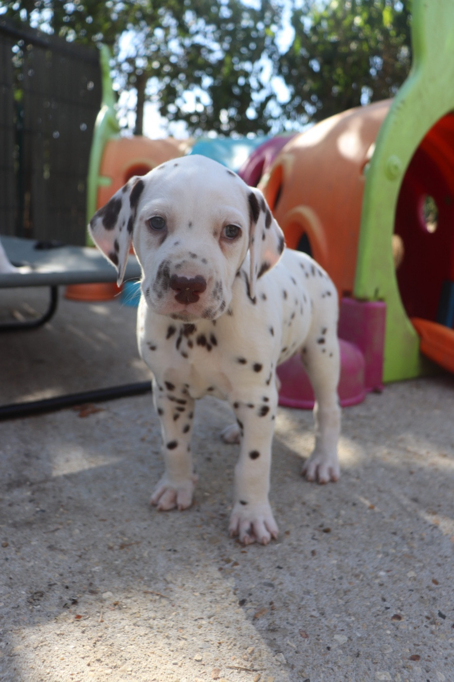Du Verger Des Beaurepaires - Chiots disponibles - Dalmatien