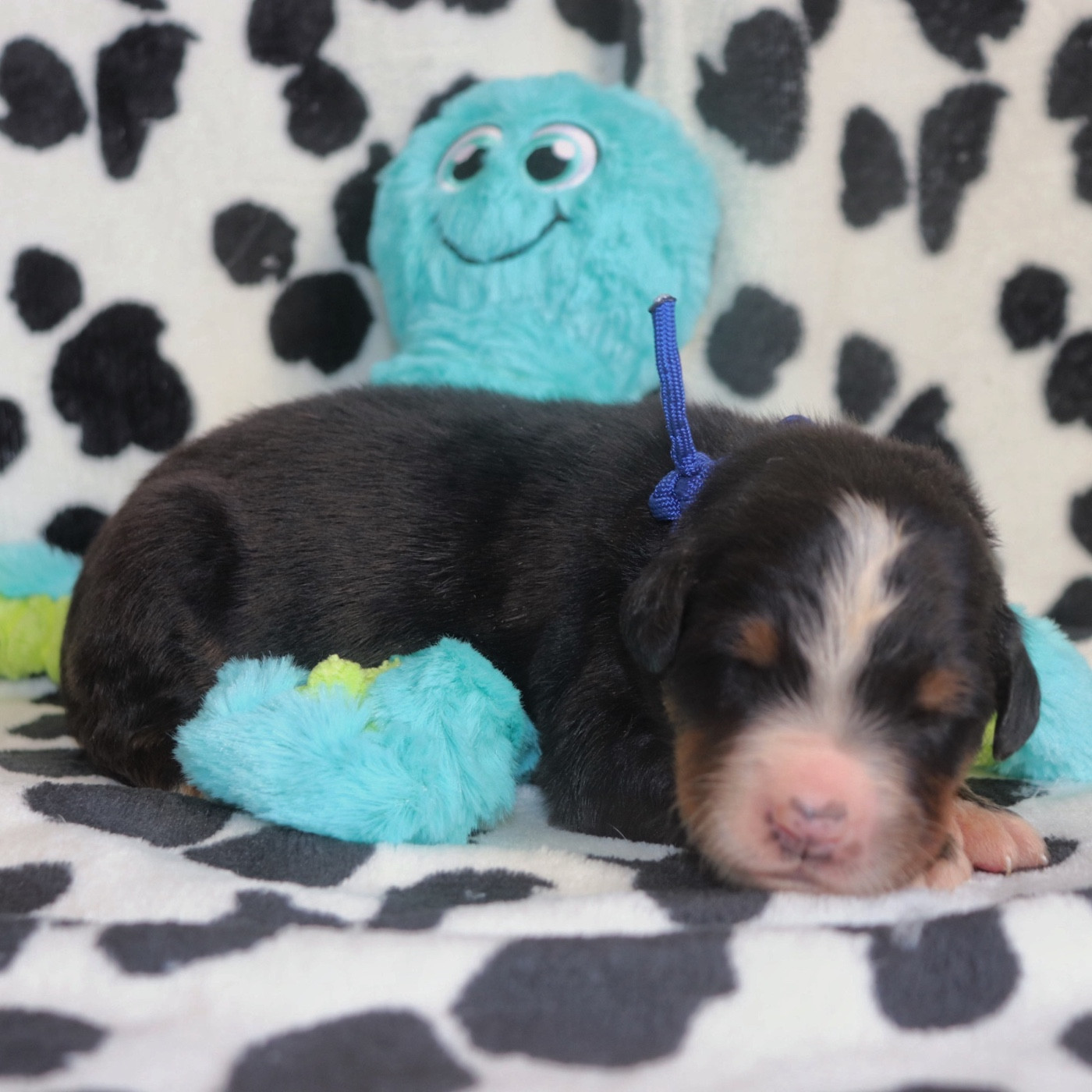 Du Verger Des Beaurepaires - Chiots disponibles - Bouvier Bernois