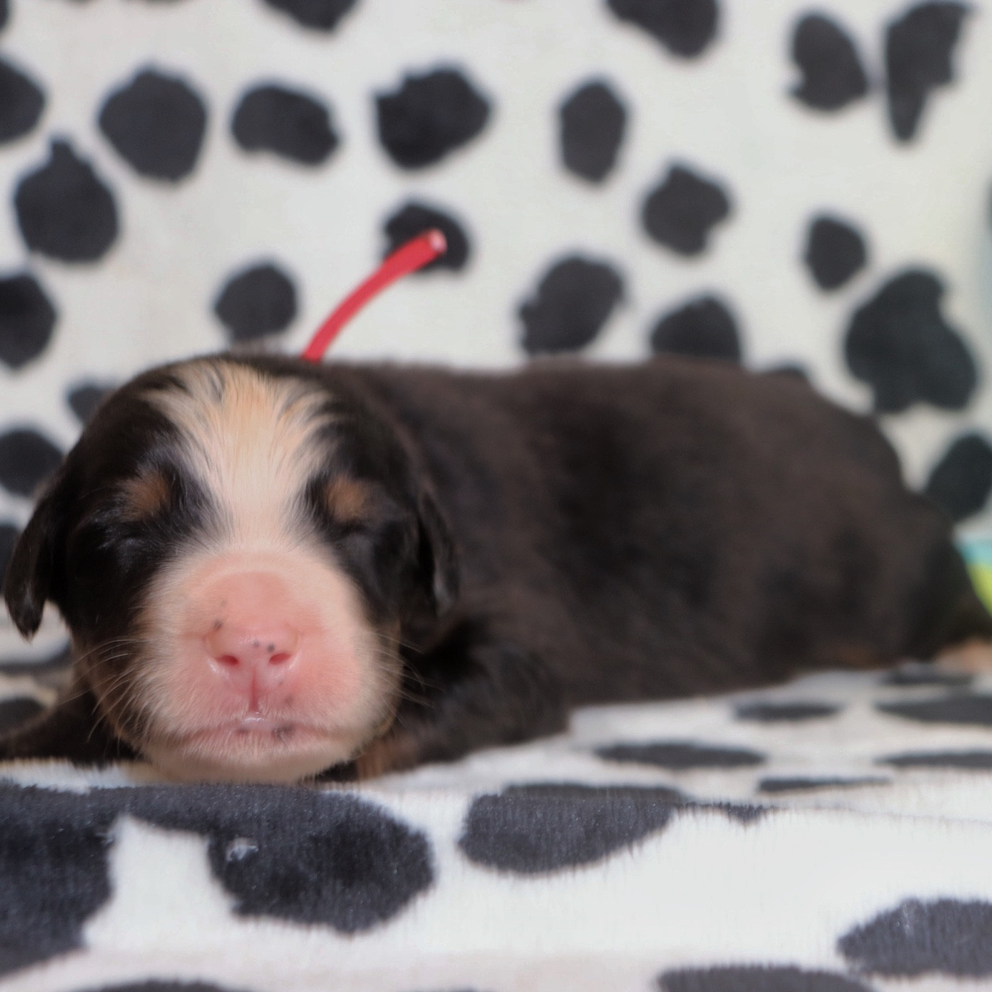 Du Verger Des Beaurepaires - Chiots disponibles - Bouvier Bernois