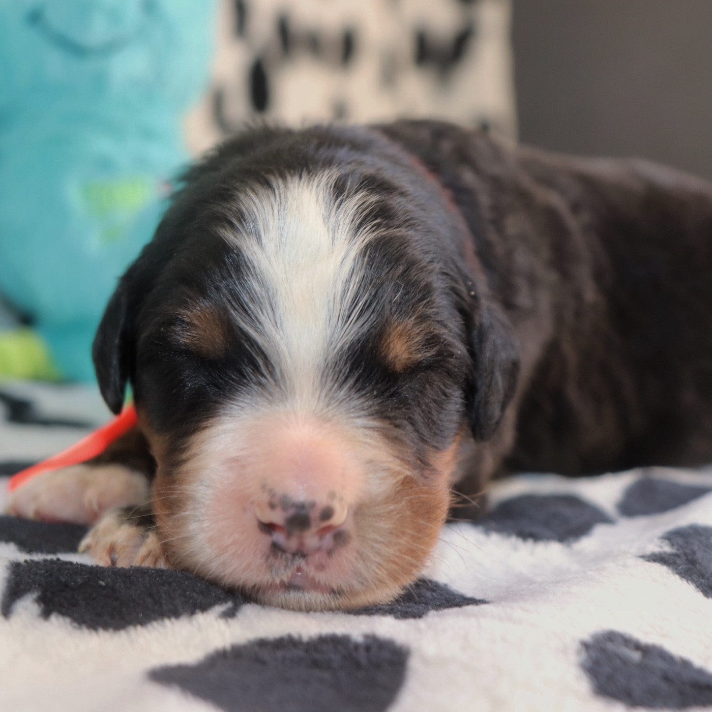 Du Verger Des Beaurepaires - Chiots disponibles - Bouvier Bernois