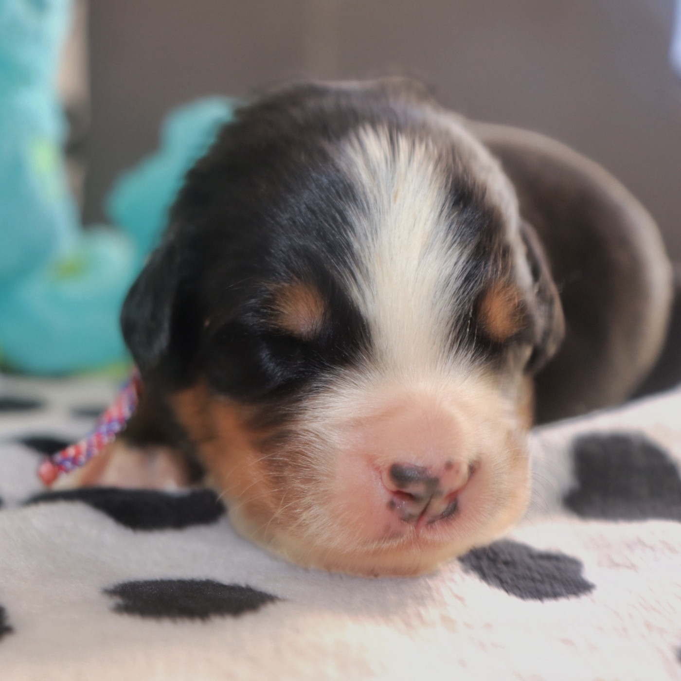 Du Verger Des Beaurepaires - Chiots disponibles - Bouvier Bernois
