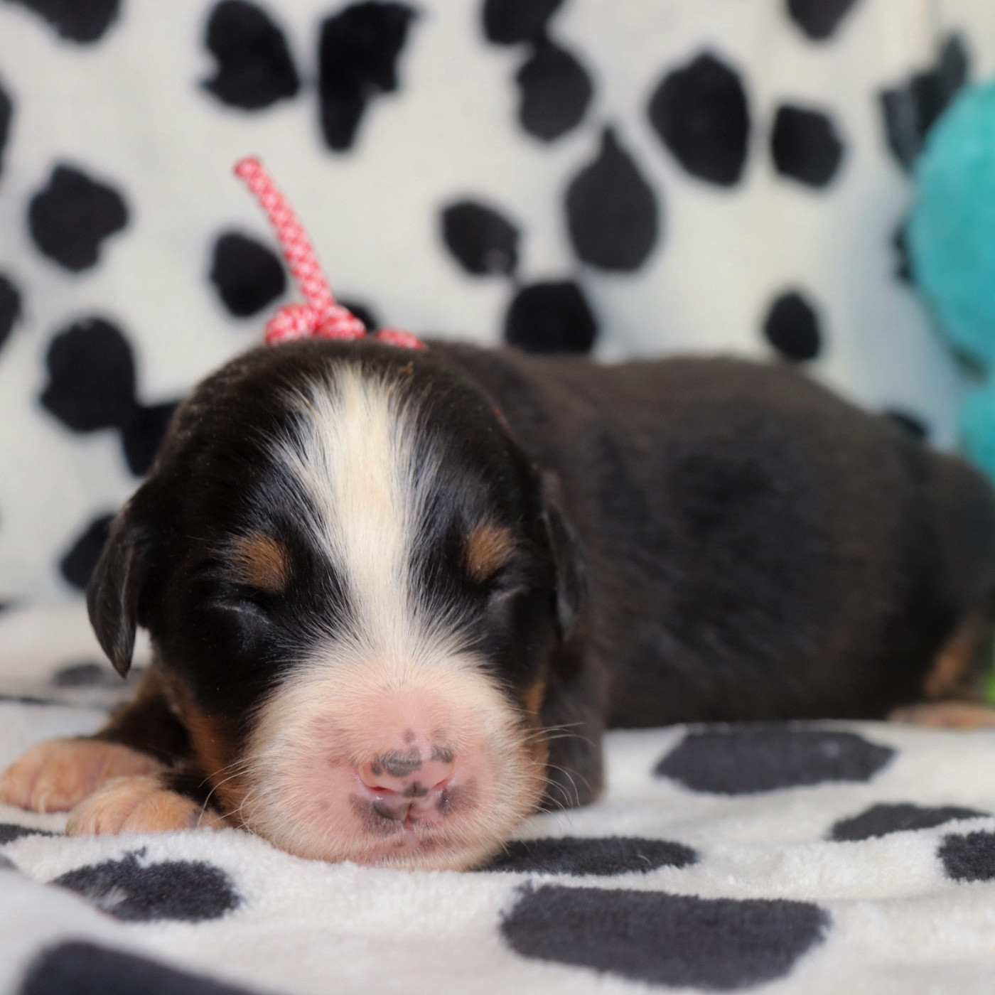 Du Verger Des Beaurepaires - Chiots disponibles - Bouvier Bernois