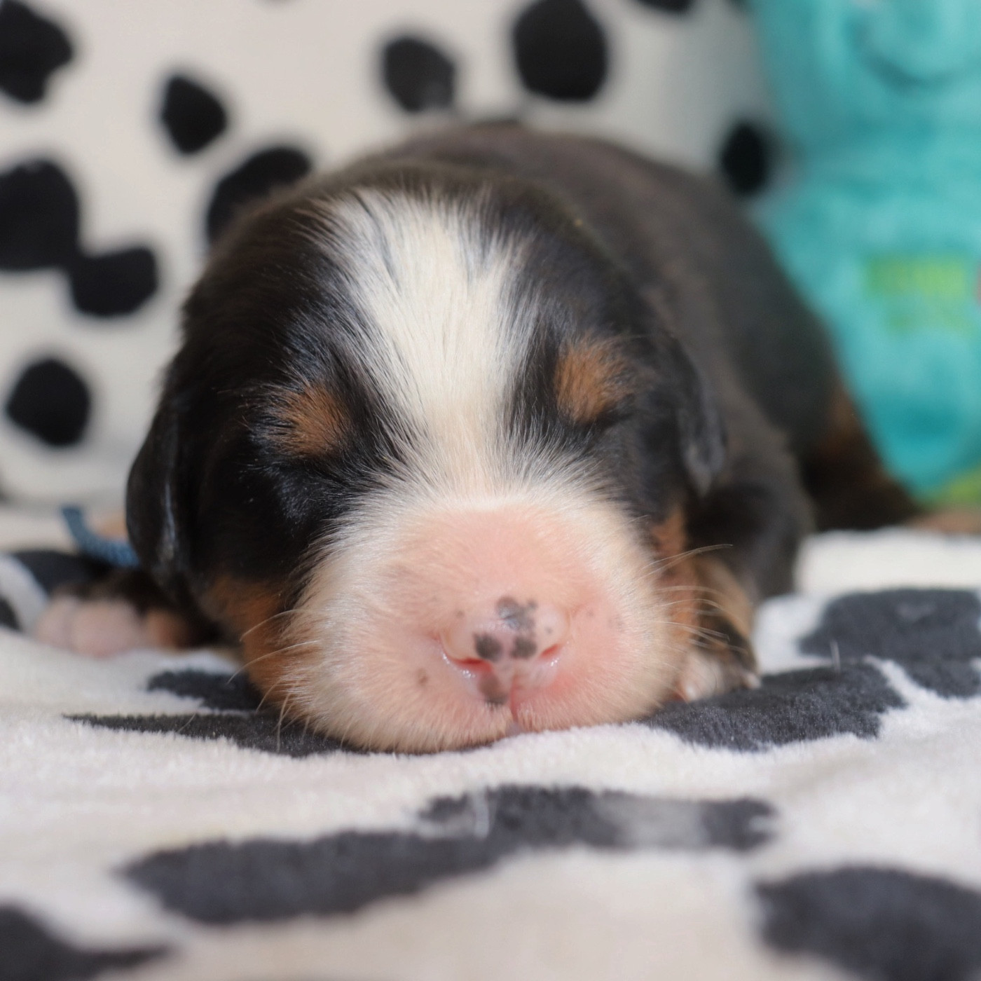 Chiot Bouvier Bernois Du Verger Des Beaurepaires