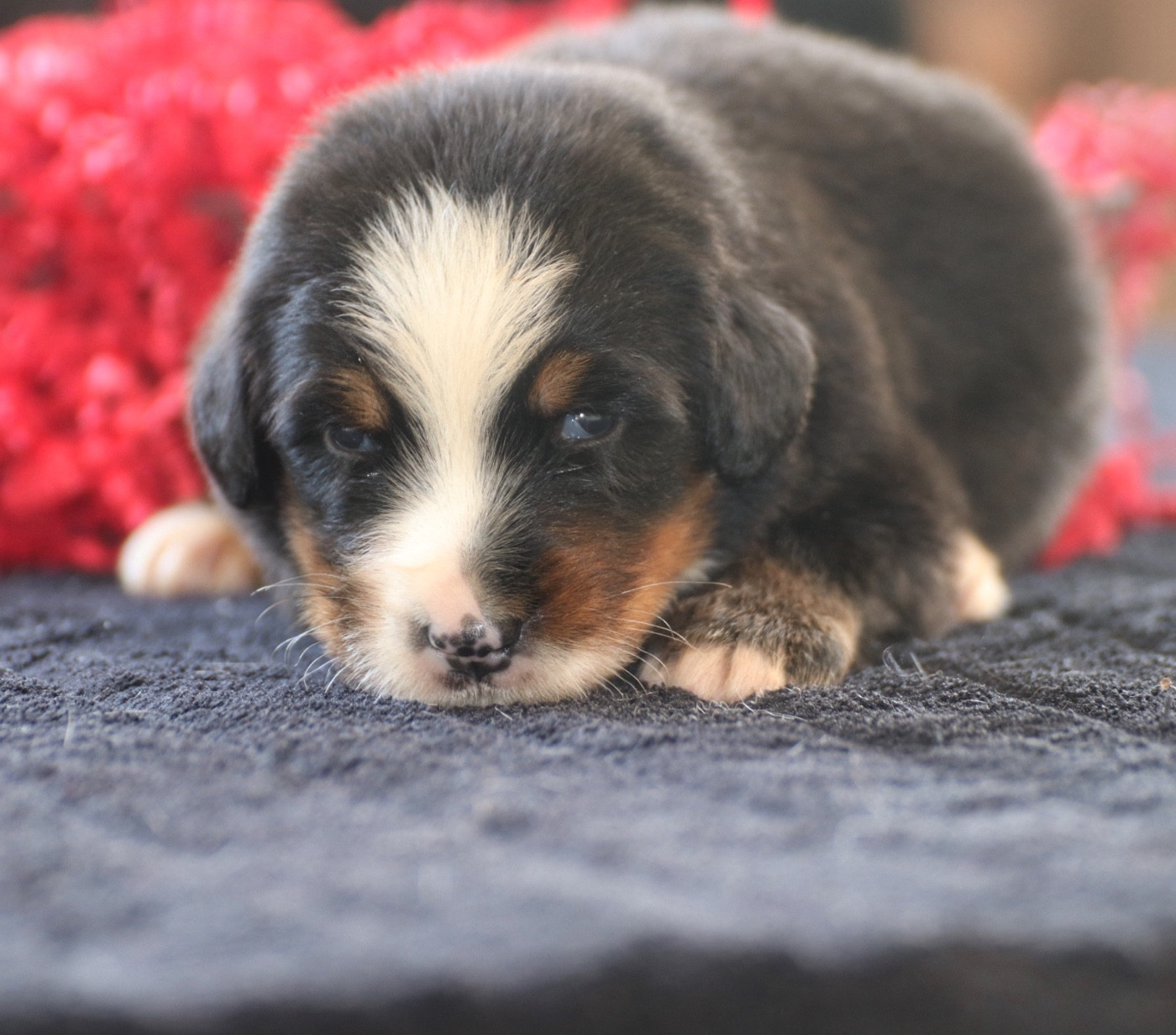 Du Verger Des Beaurepaires - Chiots disponibles - Bouvier Bernois