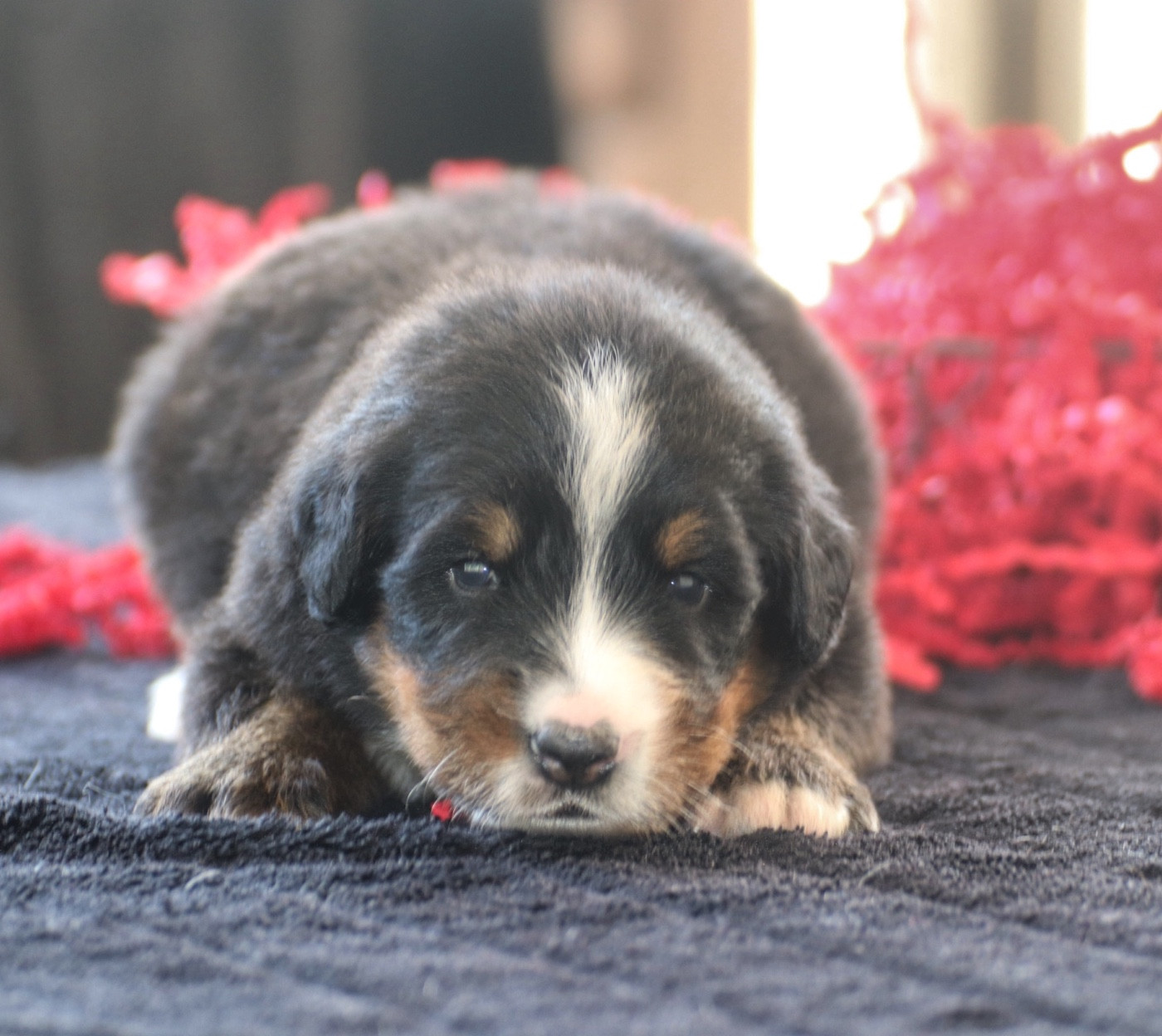 Du Verger Des Beaurepaires - Chiots disponibles - Bouvier Bernois