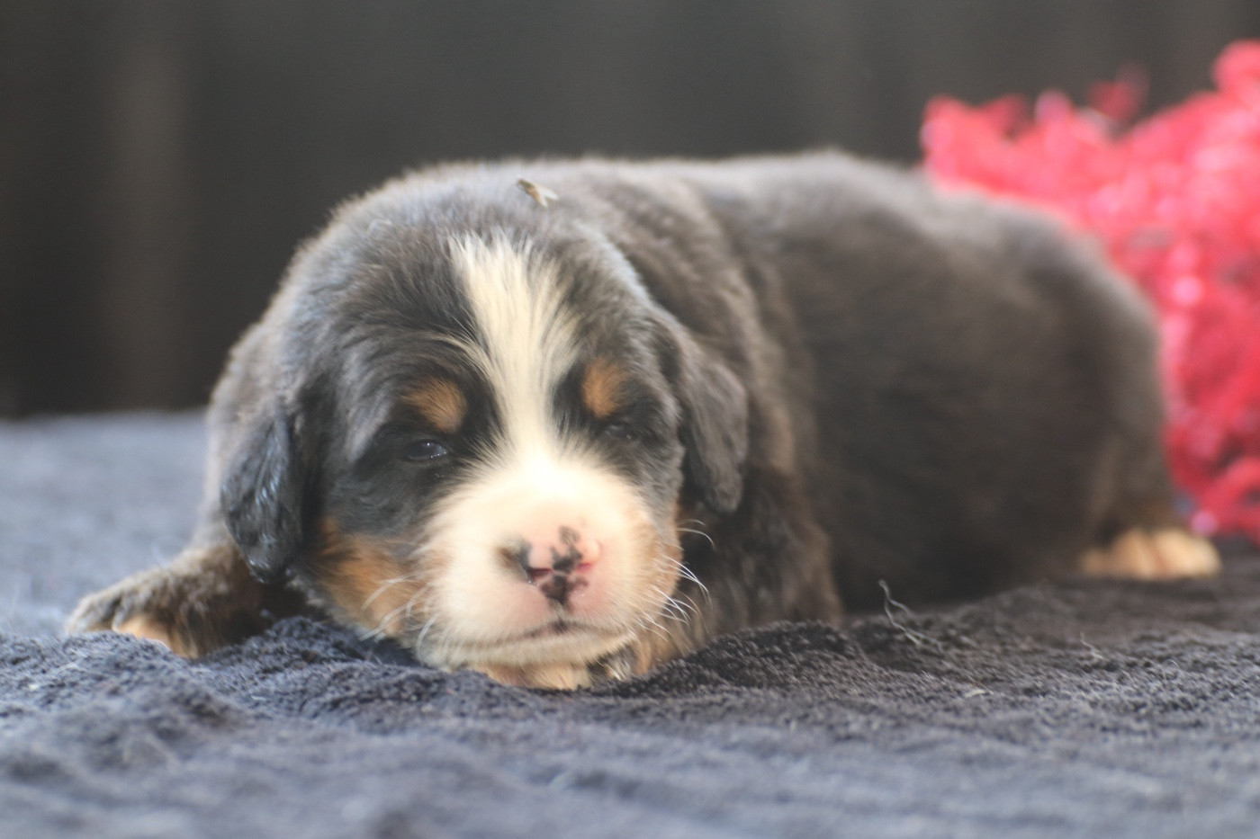Du Verger Des Beaurepaires - Chiots disponibles - Bouvier Bernois