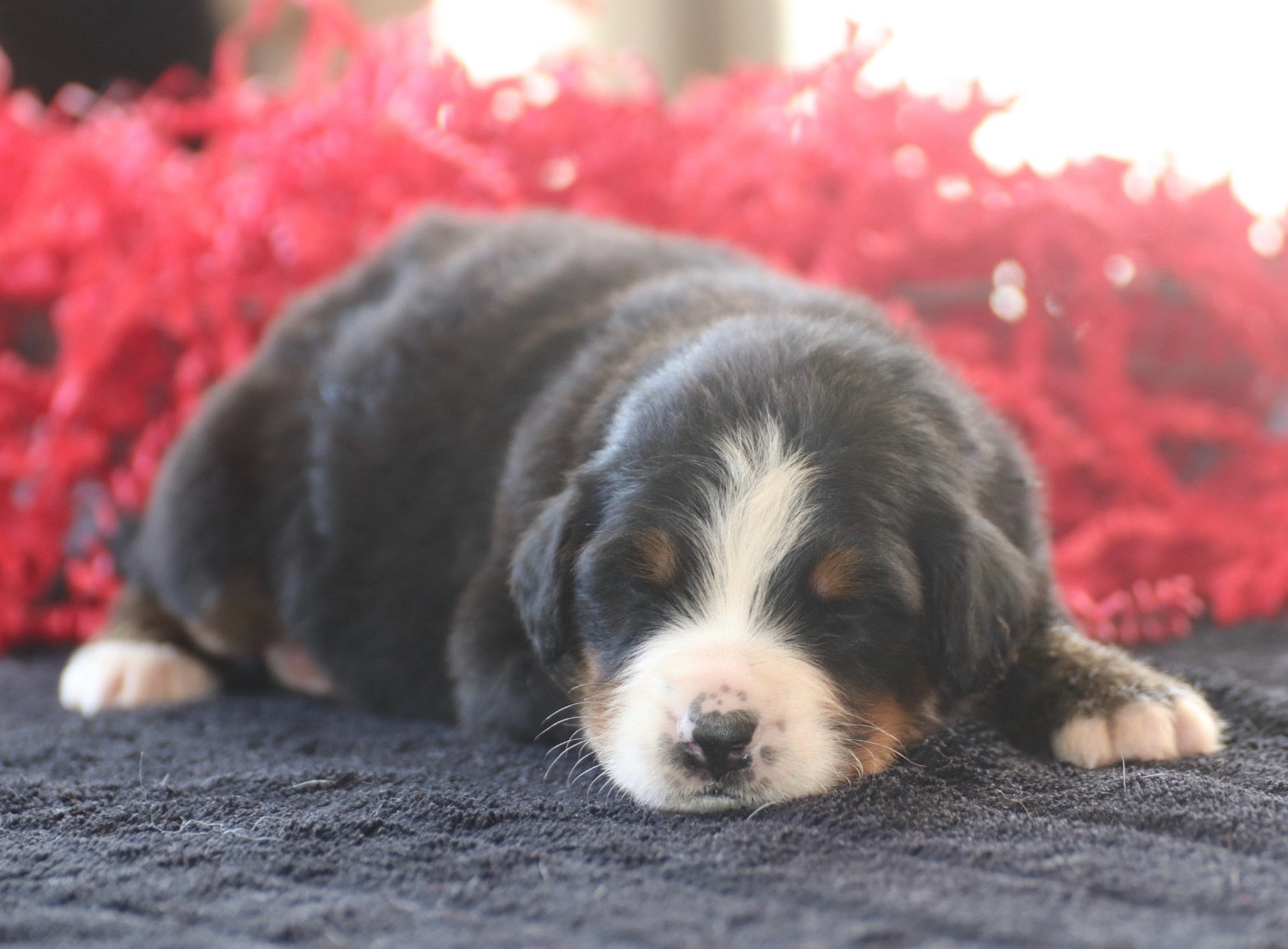 Du Verger Des Beaurepaires - Chiots disponibles - Bouvier Bernois
