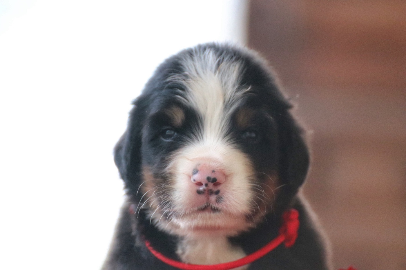 Du Verger Des Beaurepaires - Chiots disponibles - Bouvier Bernois