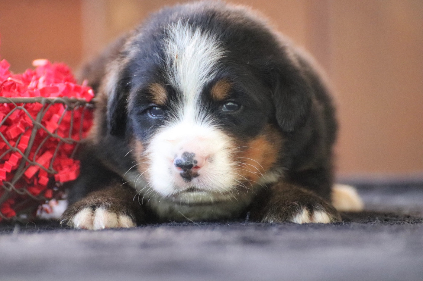 Du Verger Des Beaurepaires - Chiots disponibles - Bouvier Bernois