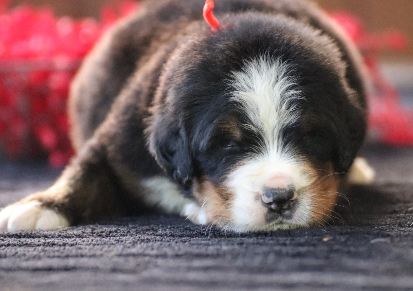 Du Verger Des Beaurepaires - Chiots disponibles - Bouvier Bernois