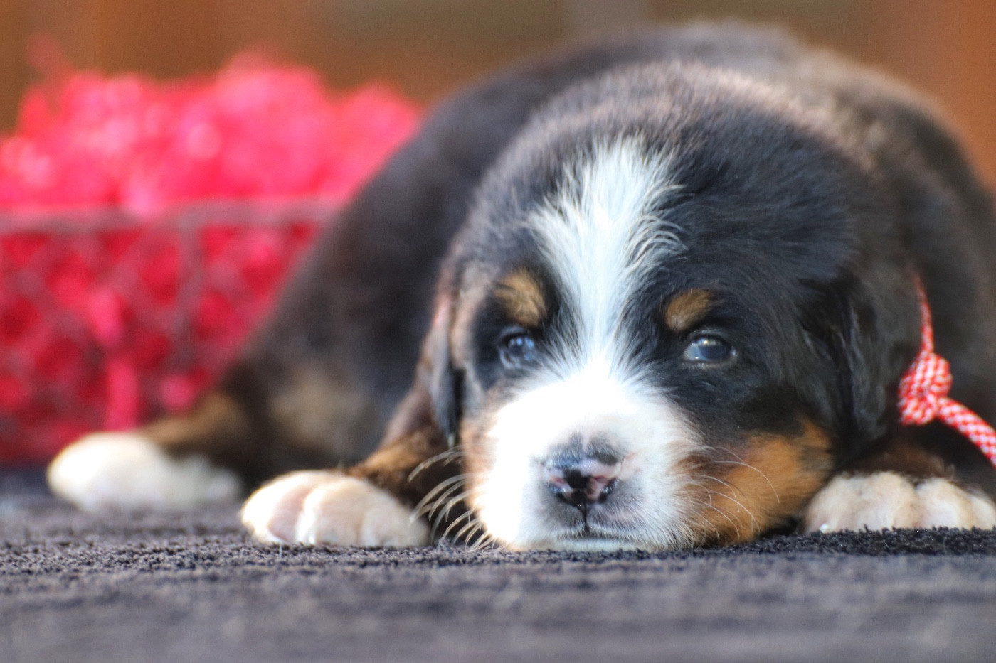 Du Verger Des Beaurepaires - Chiots disponibles - Bouvier Bernois