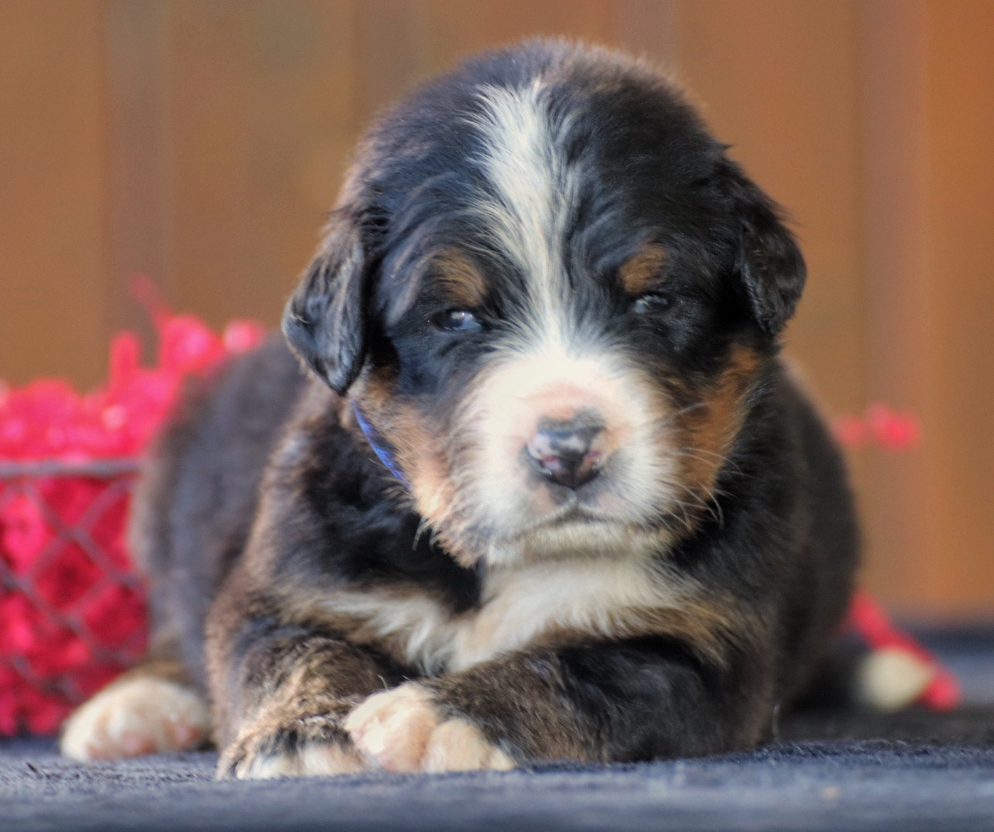 Du Verger Des Beaurepaires - Chiots disponibles - Bouvier Bernois