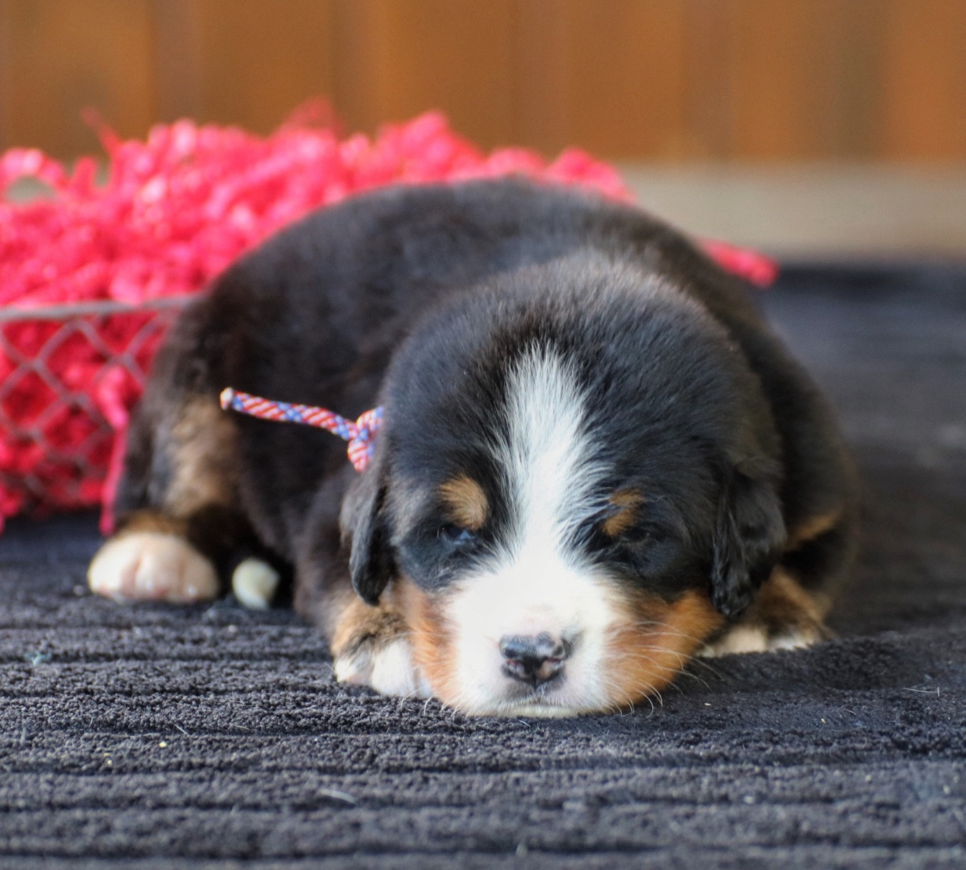 Du Verger Des Beaurepaires - Chiots disponibles - Bouvier Bernois