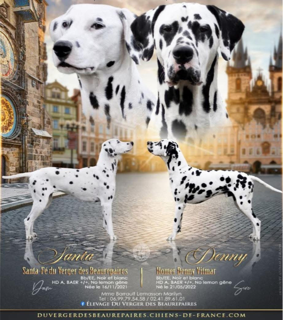 Du Verger Des Beaurepaires - Dalmatien - Portée née le 23/08/2026