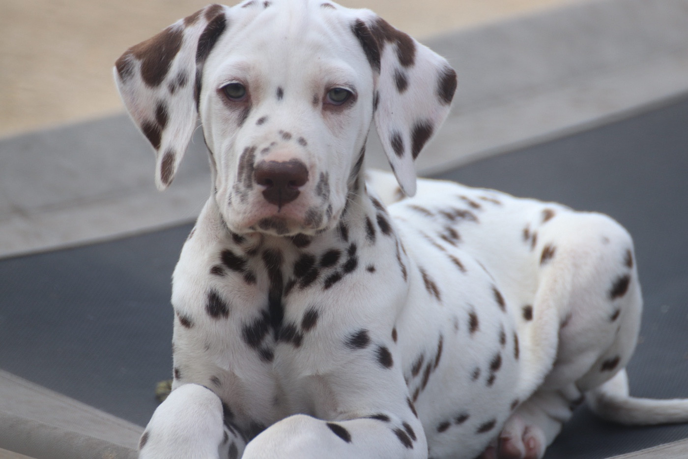 Du Verger Des Beaurepaires - Dalmatien - Portée née le 27/06/2026