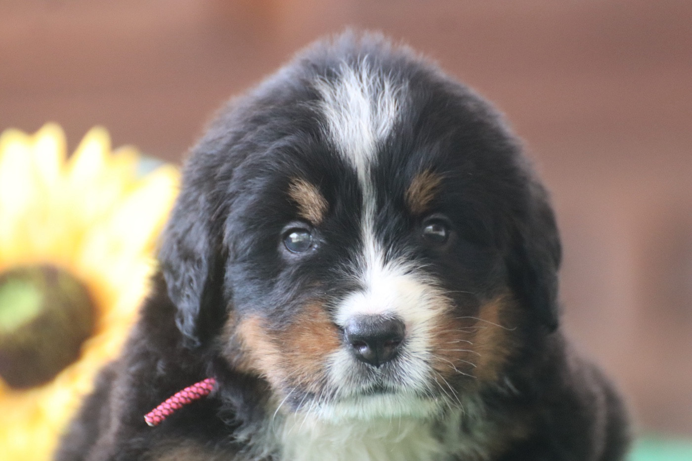 Du Verger Des Beaurepaires - Chiots disponibles - Bouvier Bernois