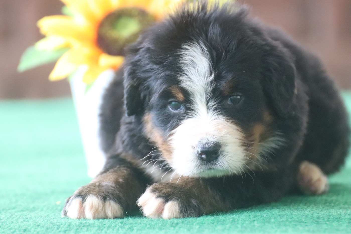 Du Verger Des Beaurepaires - Chiots disponibles - Bouvier Bernois